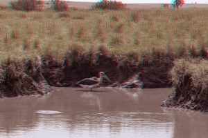 anglyph-bild-marabu-storch-michael-piepgras